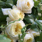 Amnesty Rose Seedlings Flower Seeds Perennial Growing Bonsai Corms Tubers Potted Planting Reblooming Fragrant Garden Roots Rhizomes Species Blooms Plant Bulbs Gardening Tree