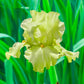 Pride Of Ireland Bearded Iris