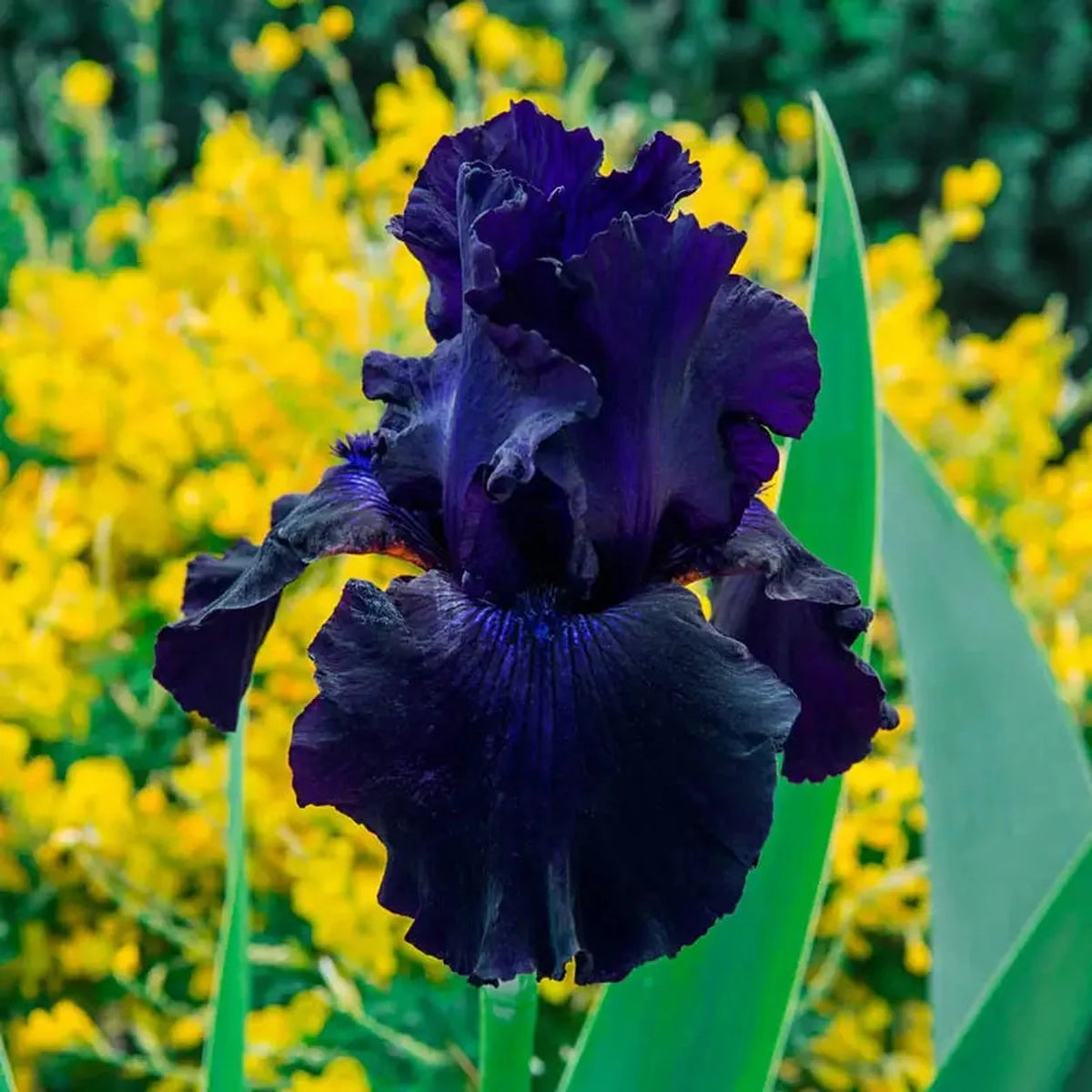 Ozark Rebounder Reblooming Bearded Iris