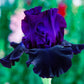 Ozark Rebounder Reblooming Bearded Iris