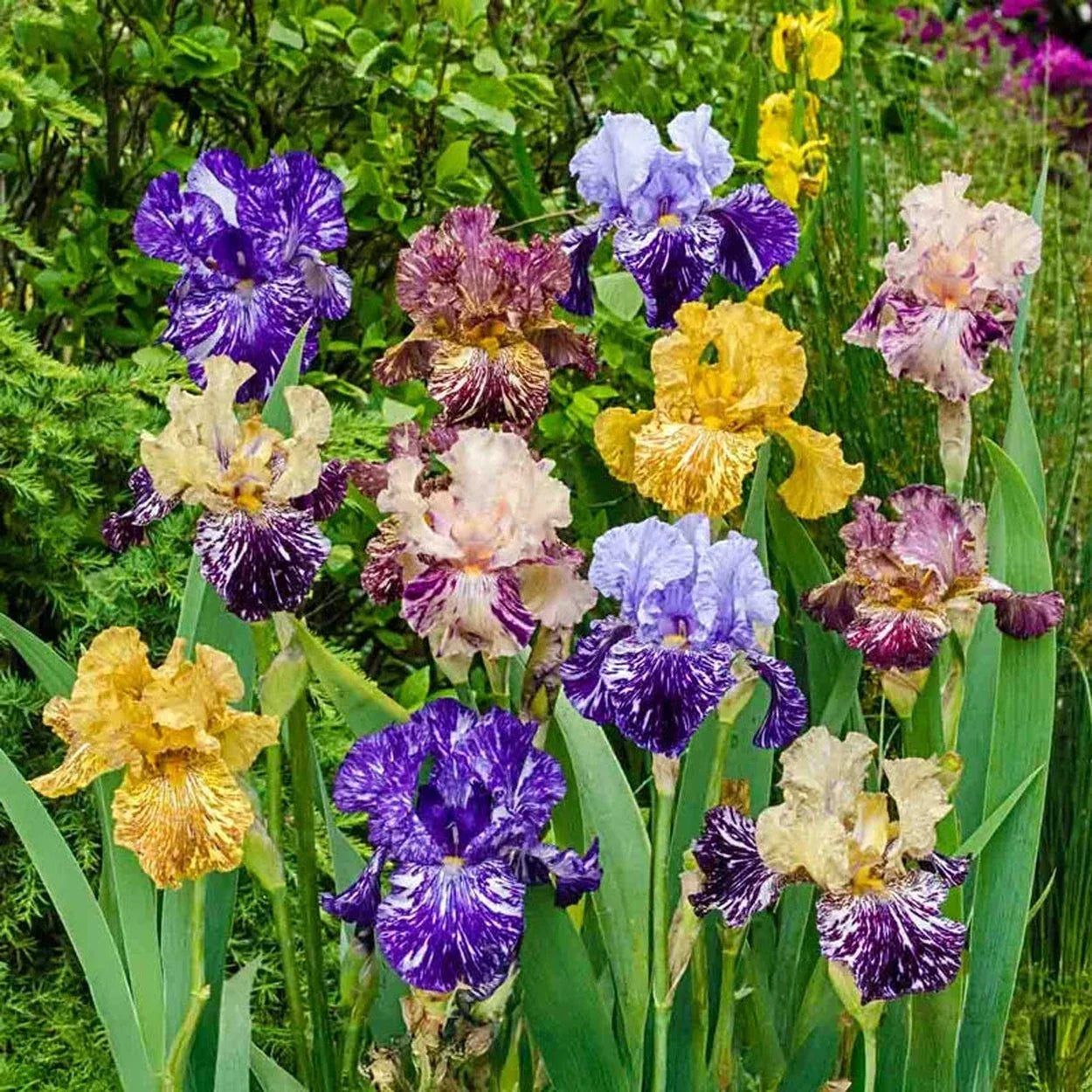 Zebra Iris Mixture
