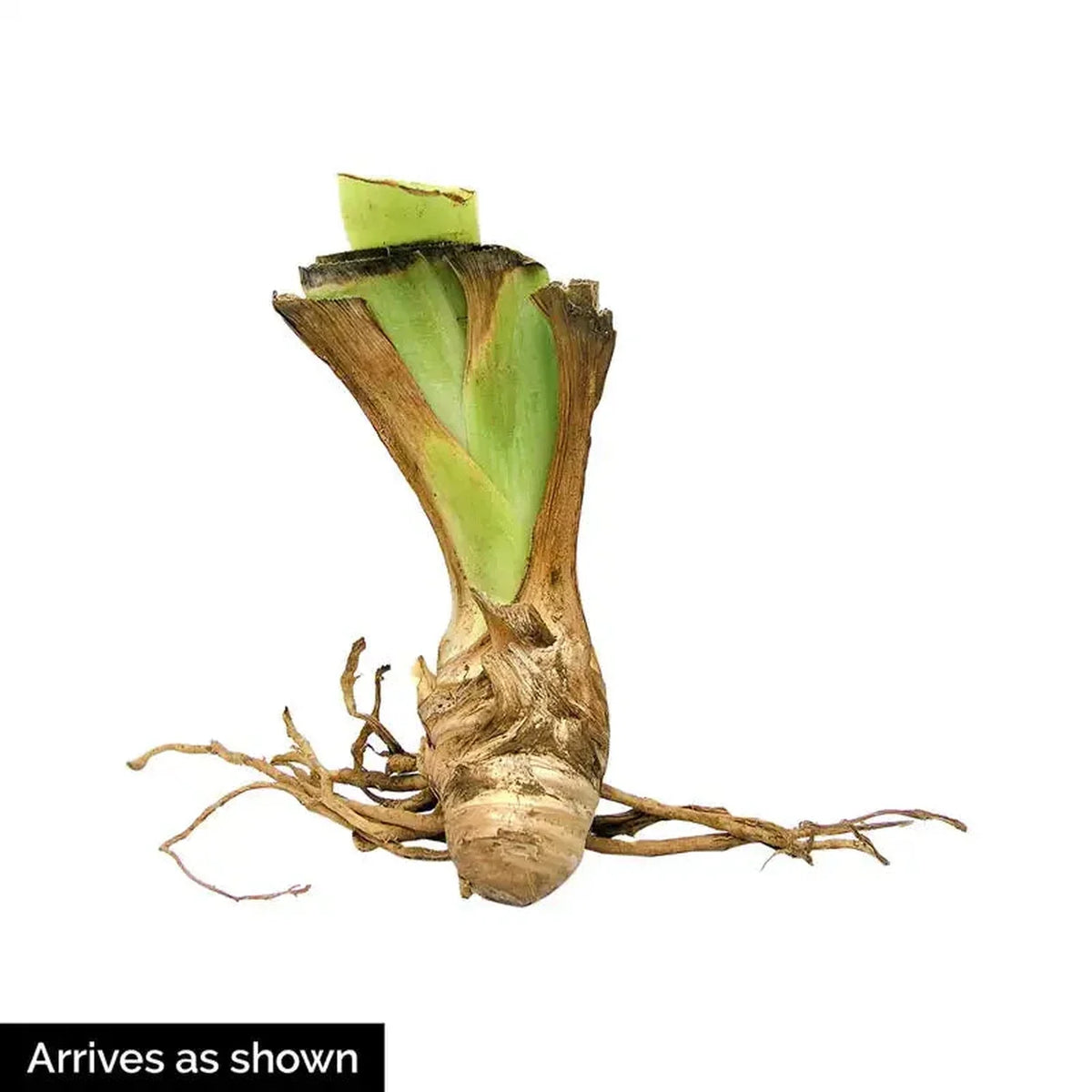 Zebra Iris Mixture