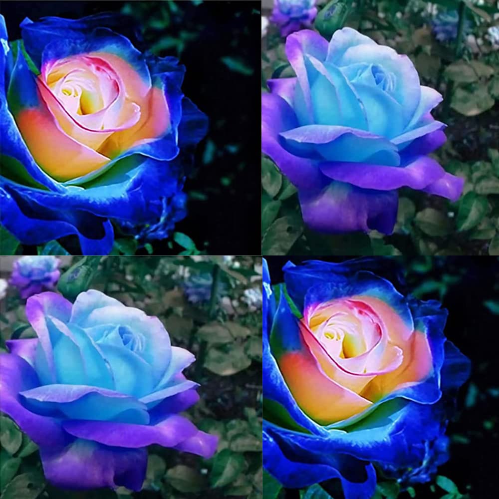 Blue Pink Rose Seedlings Flower Seeds Perennial Growing Bonsai Corms Tubers Potted Planting Reblooming Fragrant Garden Roots Rhizomes Species Blooms Plant Bulbs Gardening Tree