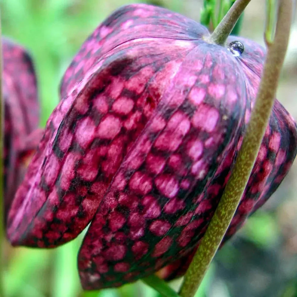 Guinea-Hen Flower