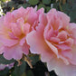 Alexandra Alicia Rose Seedlings Flower Seeds Perennial Growing Bonsai Corms Tubers Potted Planting Reblooming Fragrant Garden Roots Rhizomes Species Blooms Plant Bulbs Gardening Tree