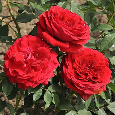 Cherry vase Rose Seedlings Flower Seeds Perennial Growing Bonsai Corms Tubers Potted Planting Reblooming Fragrant Garden Roots Rhizomes Species Blooms Plant Bulbs Gardening Tree