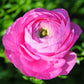 Rose Pink Ranunculus  Corms Bulbs Growing Bonsai Roots Rhizomes Tubers Potted Planting Reblooming Fragrant Garden Species Blooms Flower Seeds Plant Gardening