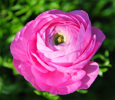 Rose Pink Ranunculus  Corms Bulbs Growing Bonsai Roots Rhizomes Tubers Potted Planting Reblooming Fragrant Garden Species Blooms Flower Seeds Plant Gardening