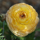 Ranunculus Bulbs Red Corms Growing Bonsai Roots Rhizomes Tubers Potted Planting Reblooming Fragrant Garden Species Blooms Flower Seeds Plant Gardening