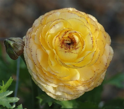 Ranunculus Bulbs Red Corms Growing Bonsai Roots Rhizomes Tubers Potted Planting Reblooming Fragrant Garden Species Blooms Flower Seeds Plant Gardening