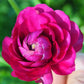 Ranunculus Peach Corms Bulbs Growing Bonsai Roots Rhizomes Tubers Potted Planting Reblooming Fragrant Garden Species Blooms Flower Seeds Plant Gardening