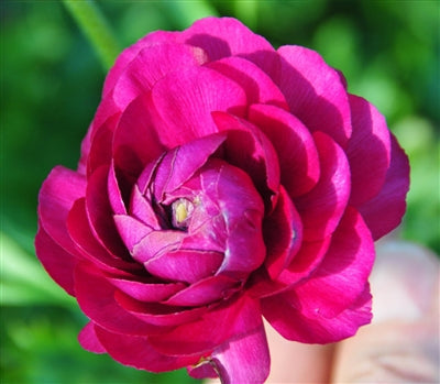 Ranunculus Peach Corms Bulbs Growing Bonsai Roots Rhizomes Tubers Potted Planting Reblooming Fragrant Garden Species Blooms Flower Seeds Plant Gardening