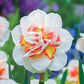 Pink Performance Daffodil
