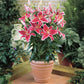 Starlight Magic Oriental Carpet Border Lily
