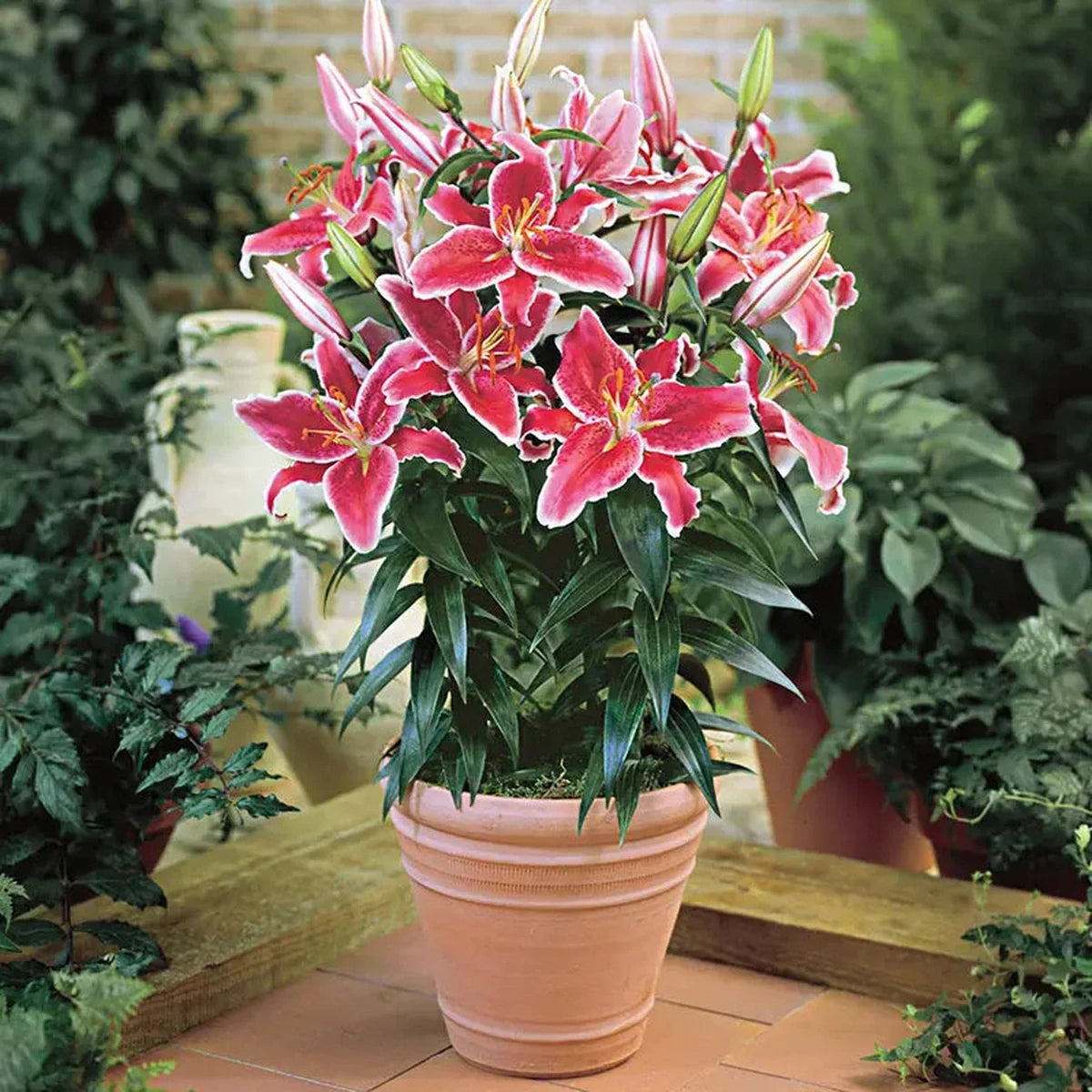Starlight Magic Oriental Carpet Border Lily
