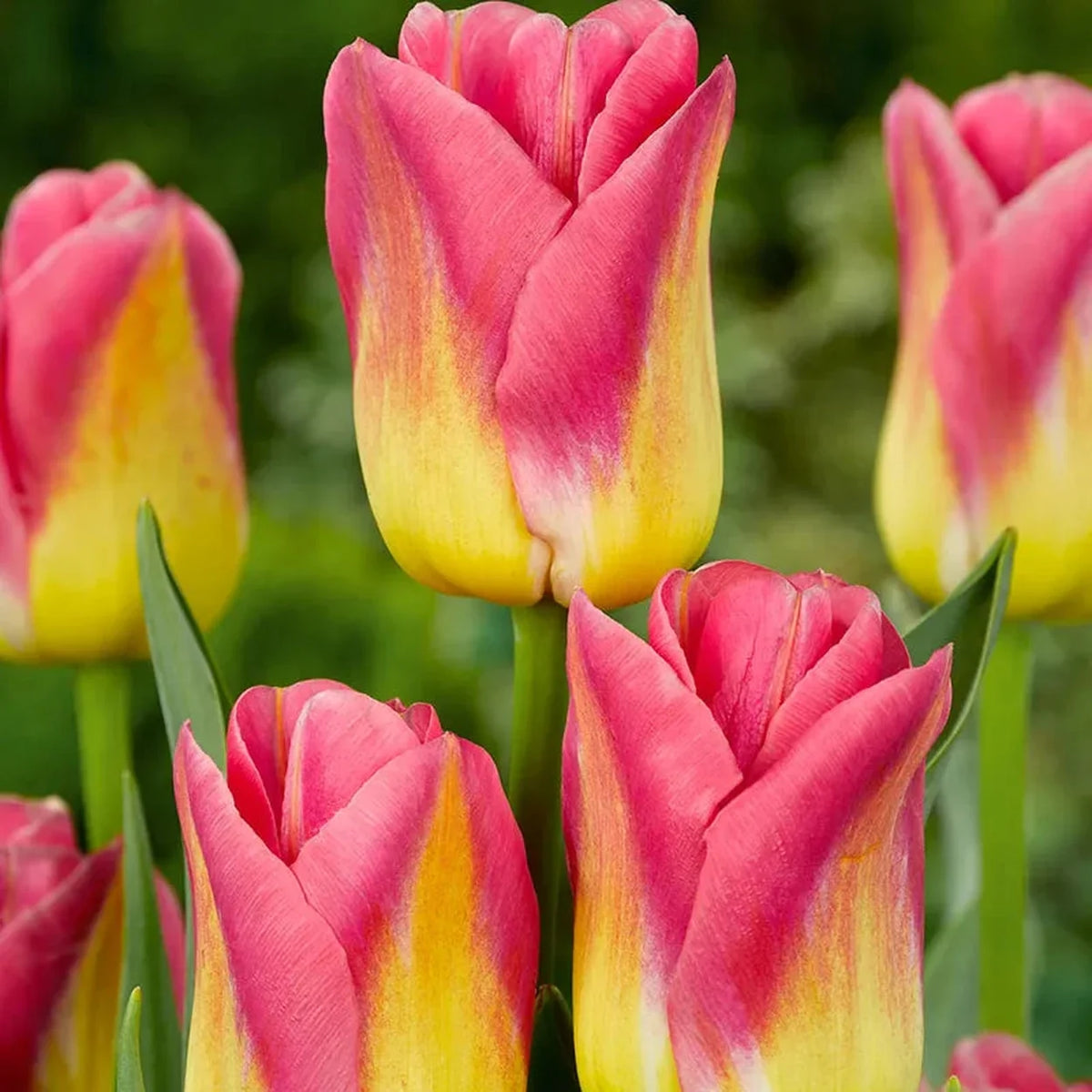 Tom Pouce Tulip