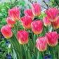 Tom Pouce Tulip