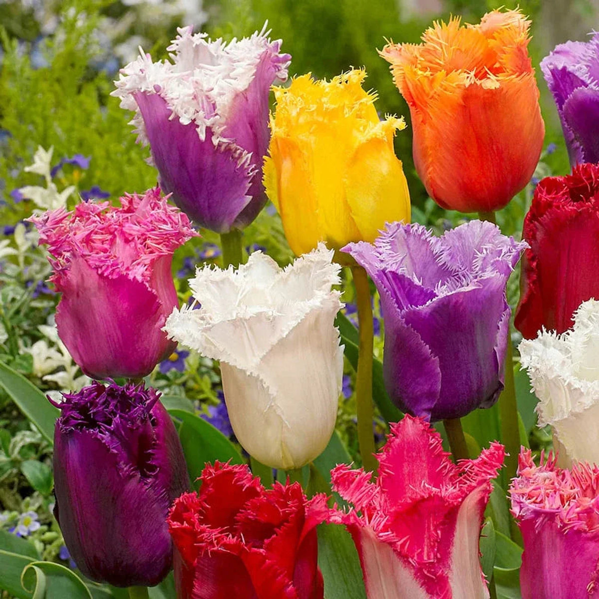 Fringed  Tulip Mixture