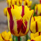 Helmar Tulip