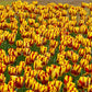 Helmar Tulip