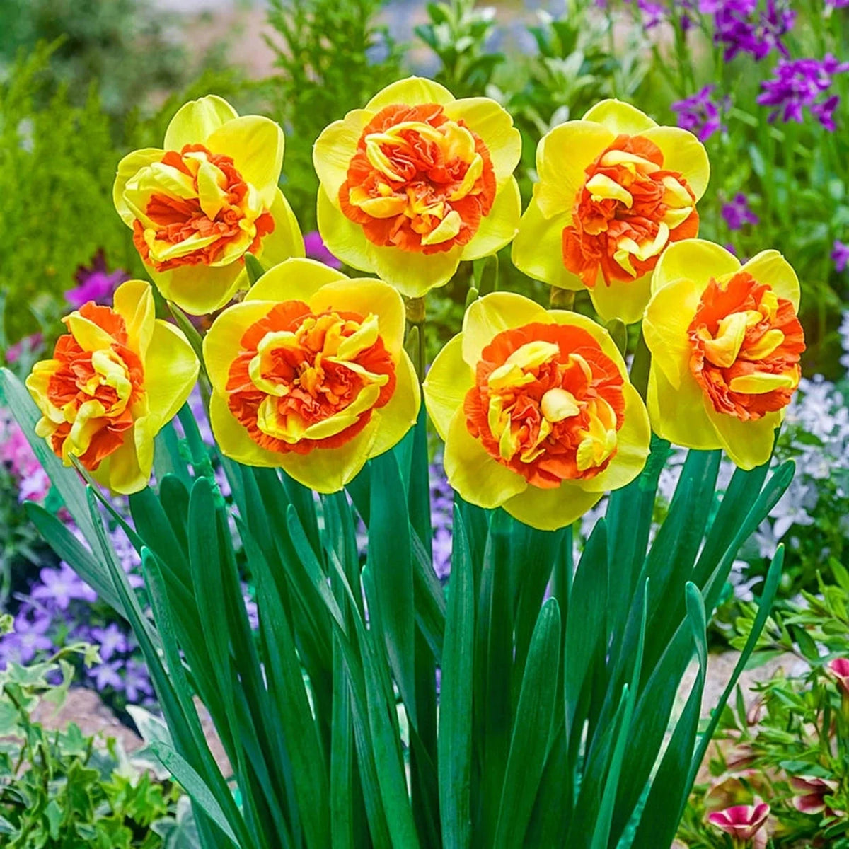 Kiwi Sunset Daffodil