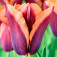 Slawa Tulip Bulbs Blooms Species Growing Bonsai Roots Rhizomes Corms Tubers Potted Planting Reblooming Fragrant Garden Flower Seeds Plant