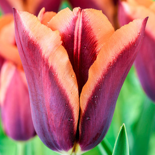 Slawa Tulip Bulbs Blooms Species Growing Bonsai Roots Rhizomes Corms Tubers Potted Planting Reblooming Fragrant Garden Flower Seeds Plant