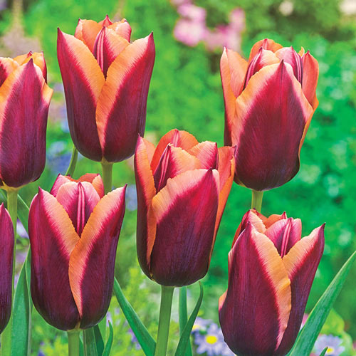 Slawa Tulip Bulbs Blooms Species Growing Bonsai Roots Rhizomes Corms Tubers Potted Planting Reblooming Fragrant Garden Flower Seeds Plant