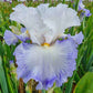 Autumn Breeze Reblooming Bearded Iris