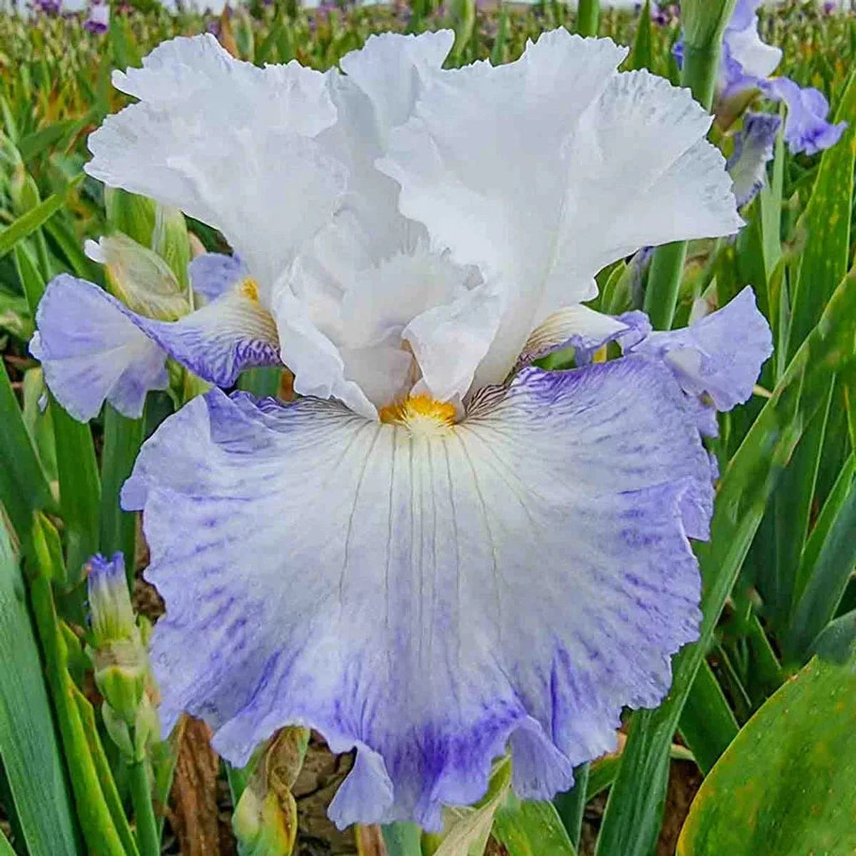 Autumn Breeze Reblooming Bearded Iris