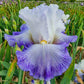 Autumn Breeze Reblooming Bearded Iris