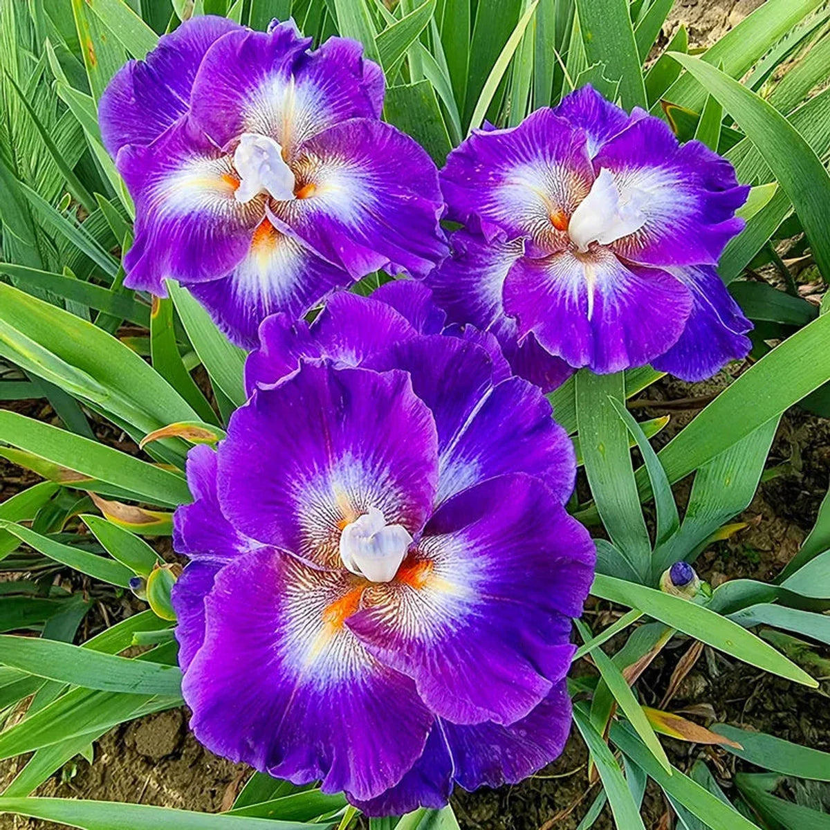 Chaos Theory Bearded Iris