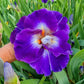 Chaos Theory Bearded Iris