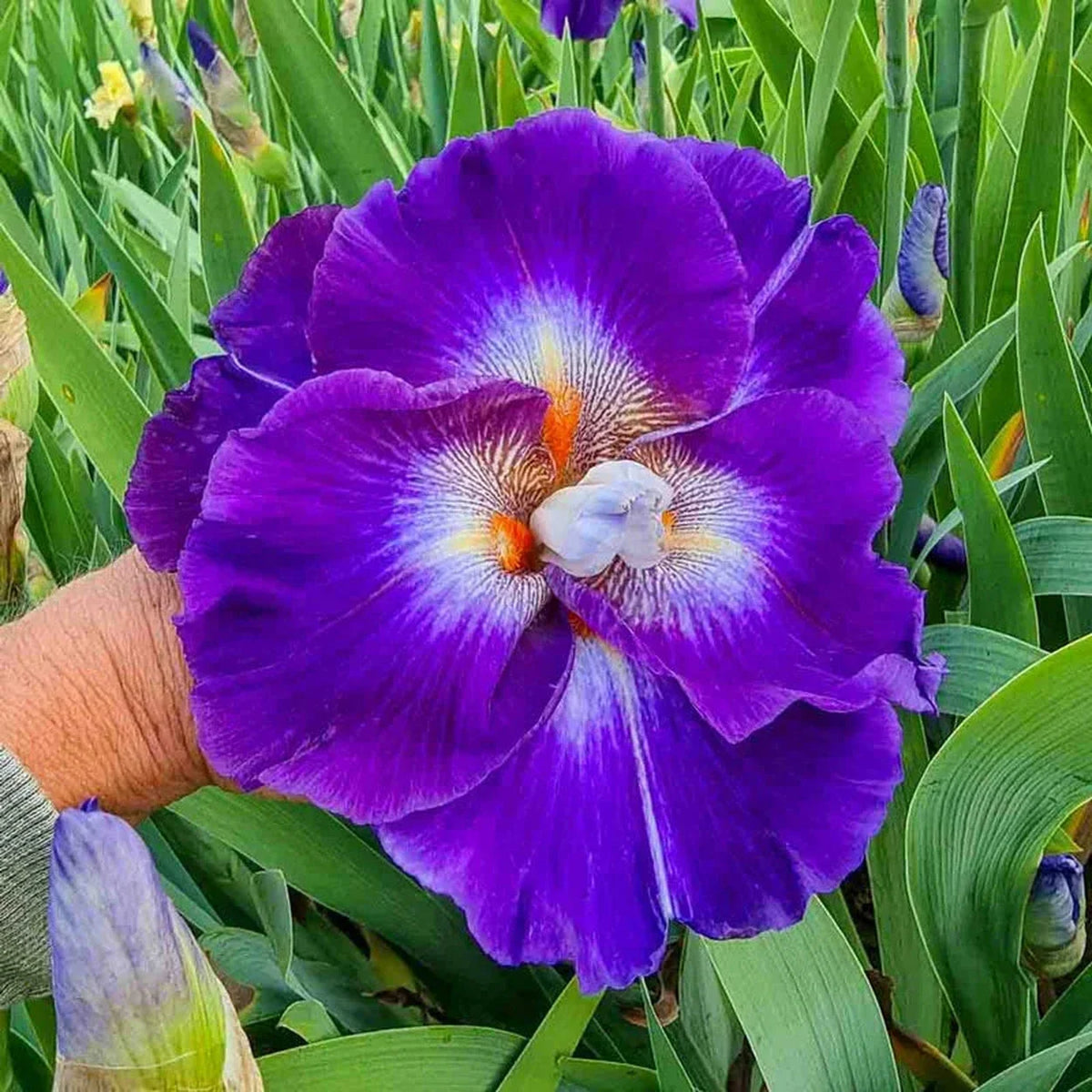 Chaos Theory Bearded Iris