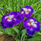 Chaos Theory Bearded Iris