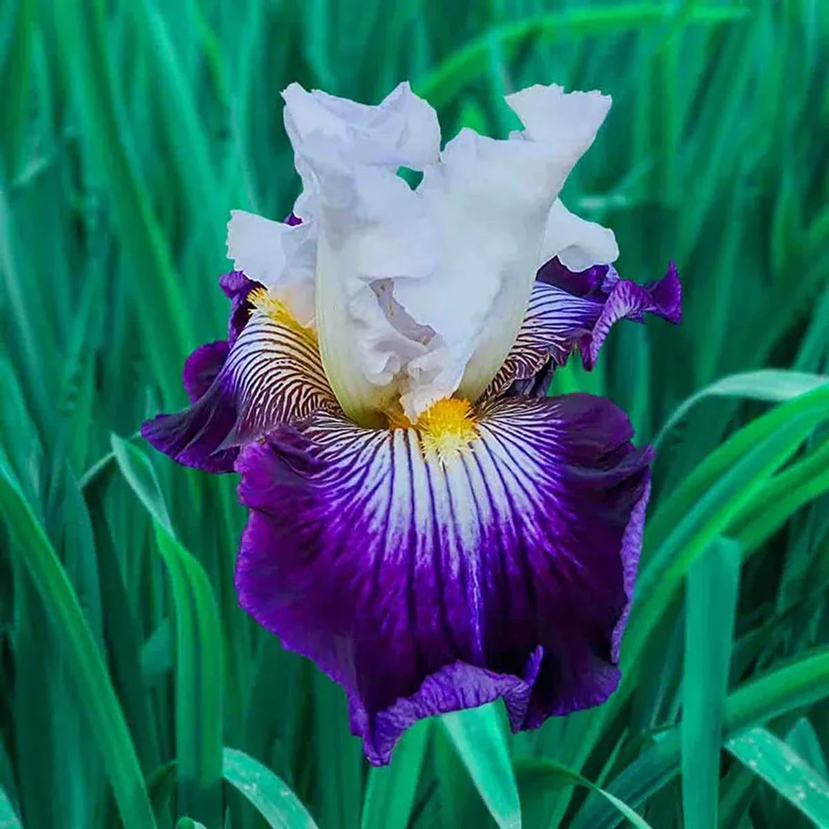 Dancing Star Bearded Iris