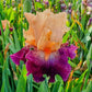 Dark Before Dawn Reblooming Bearded Iris