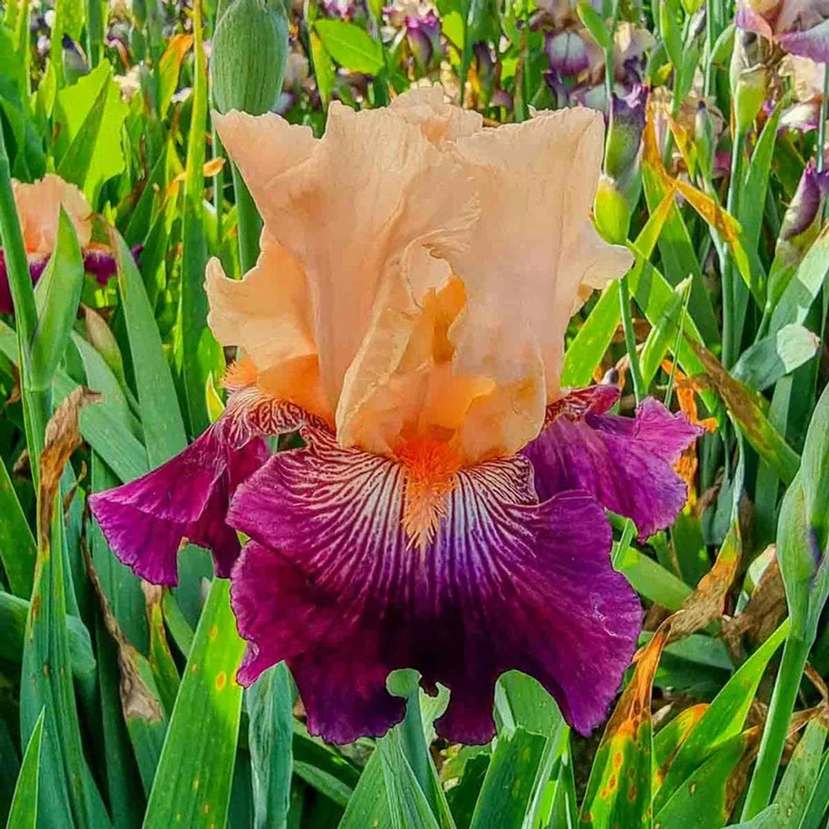 Dark Before Dawn Reblooming Bearded Iris