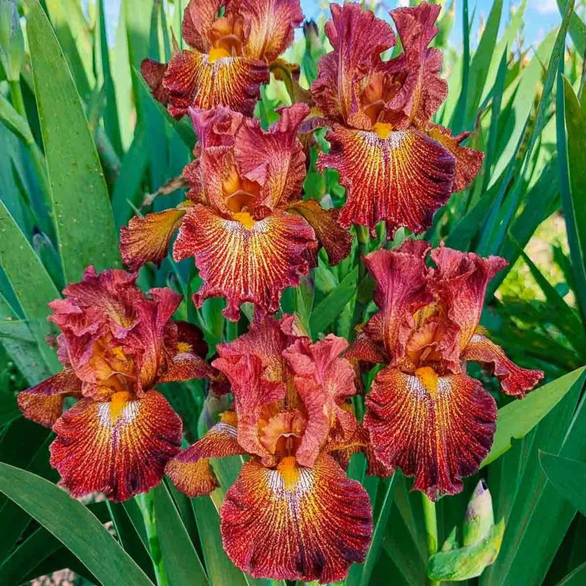 Dash of Spice Bearded Iris