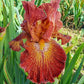 Dash of Spice Bearded Iris