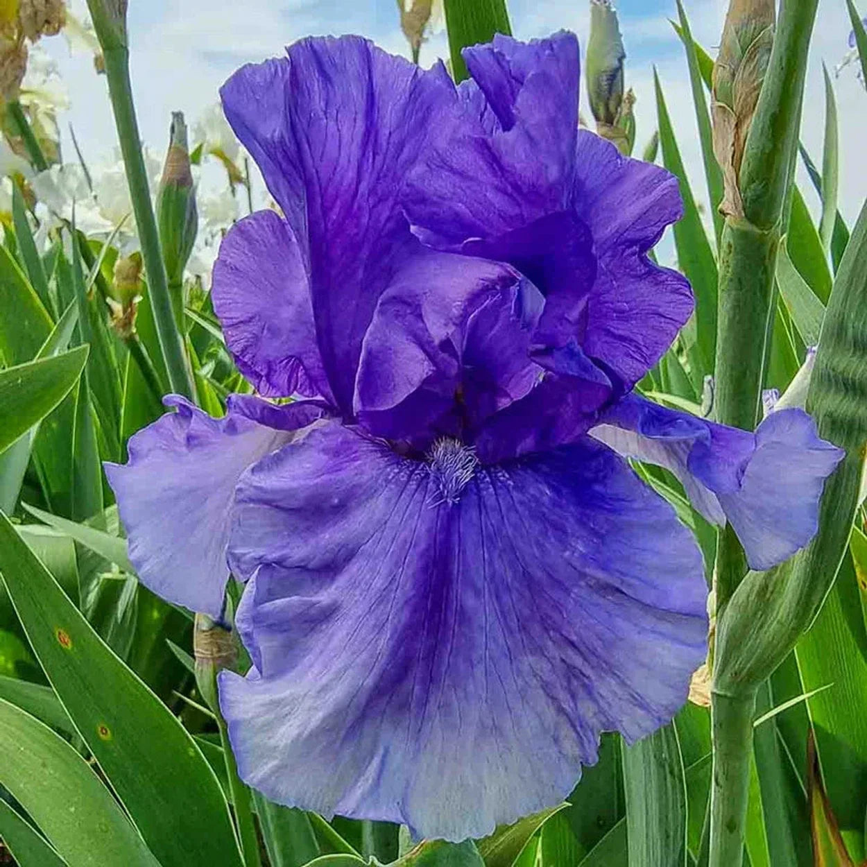 Falcon Pride Bearded Iris