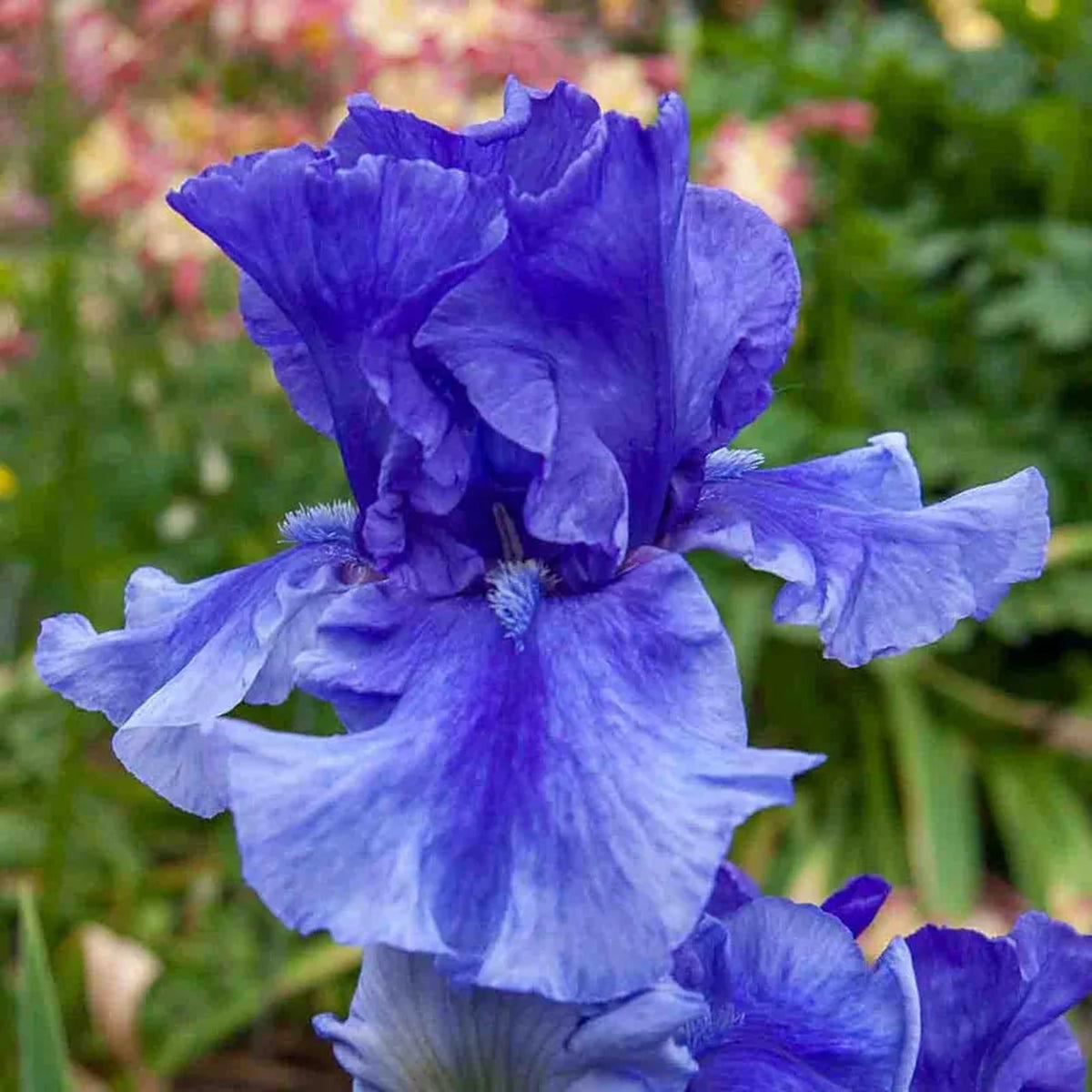 Falcon Pride Bearded Iris