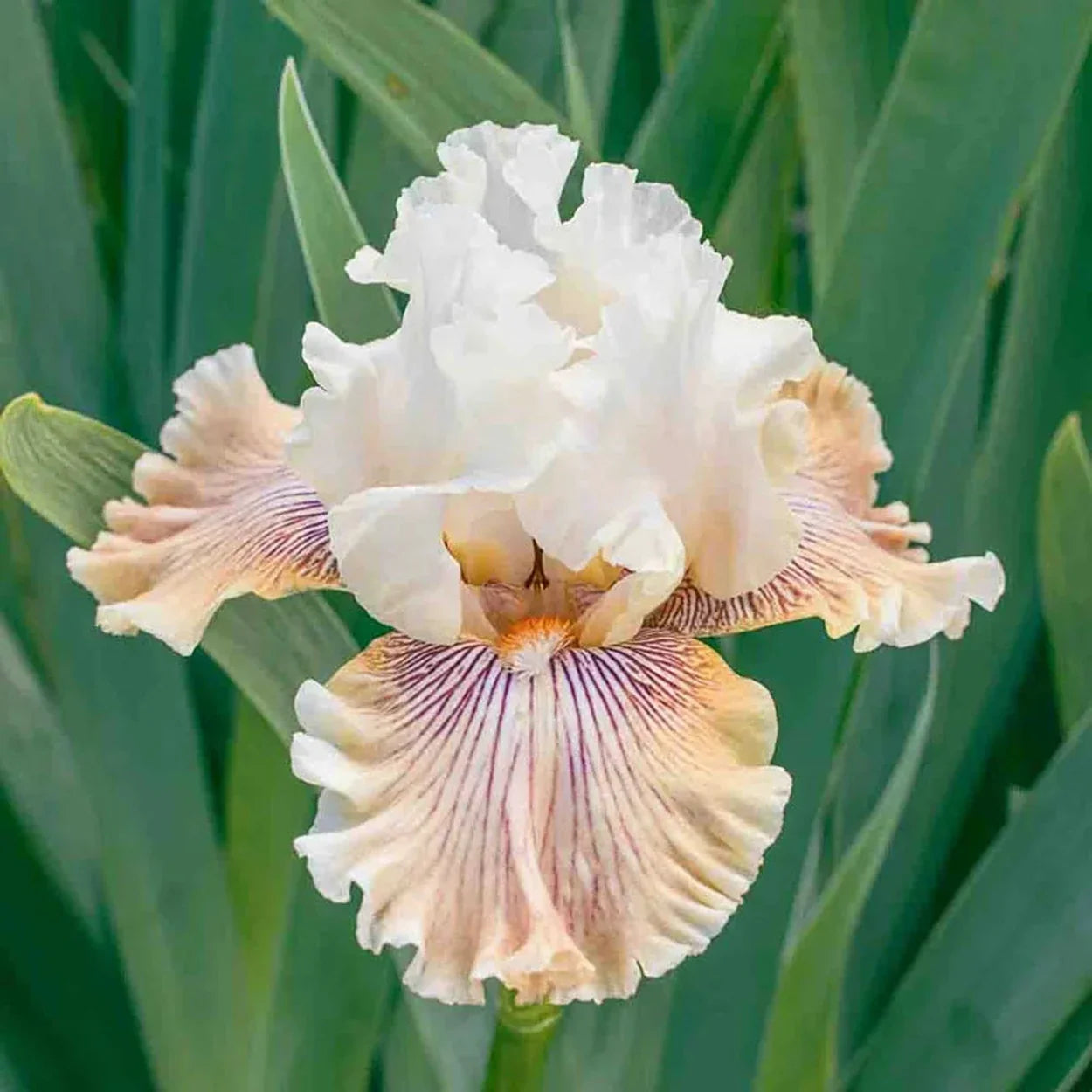 Hello Darling Bearded Iris