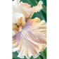 Hello Darling Bearded Iris