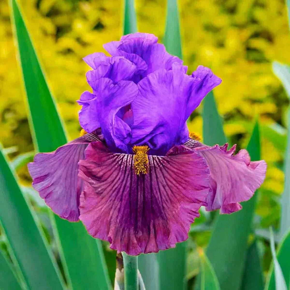 Nelly Tardivier Bearded Iris
