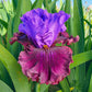 Nelly Tardivier Bearded Iris