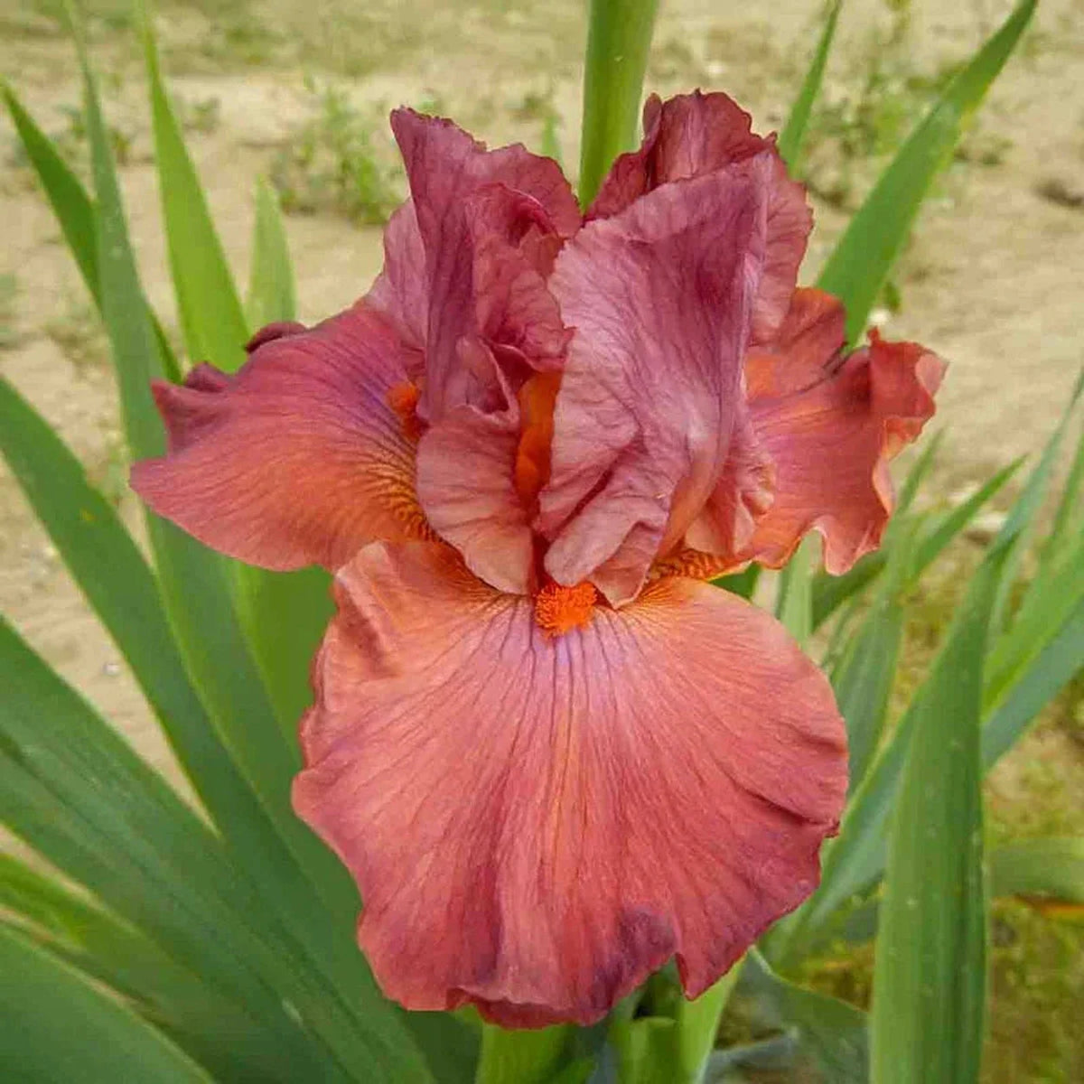 Popstar Bearded Iris