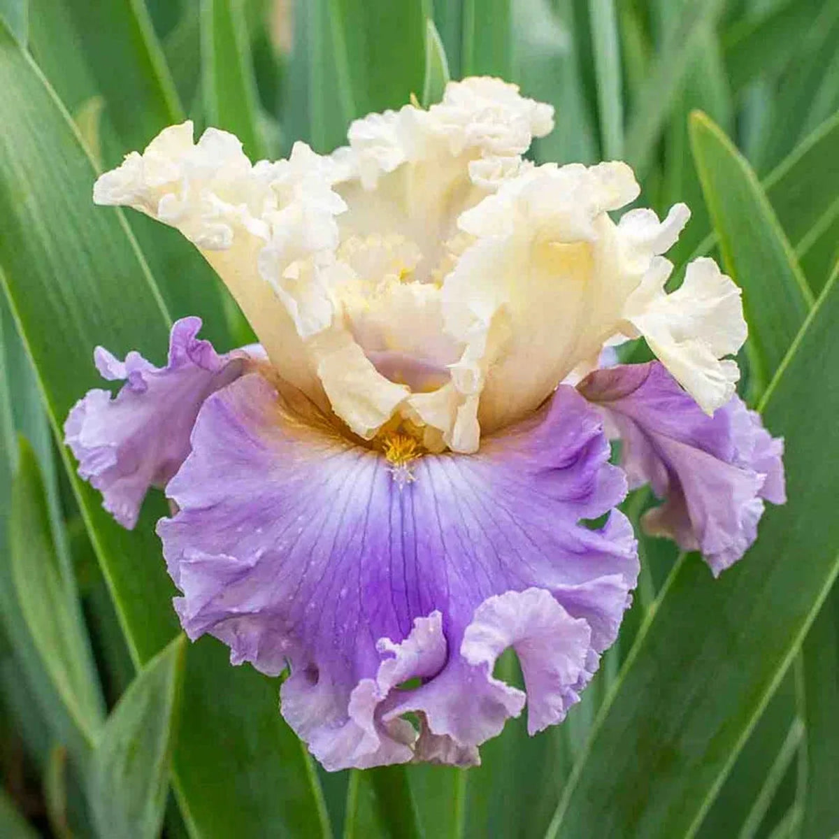 Rhythm of Love Bearded Iris
