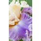 Rhythm of Love Bearded Iris