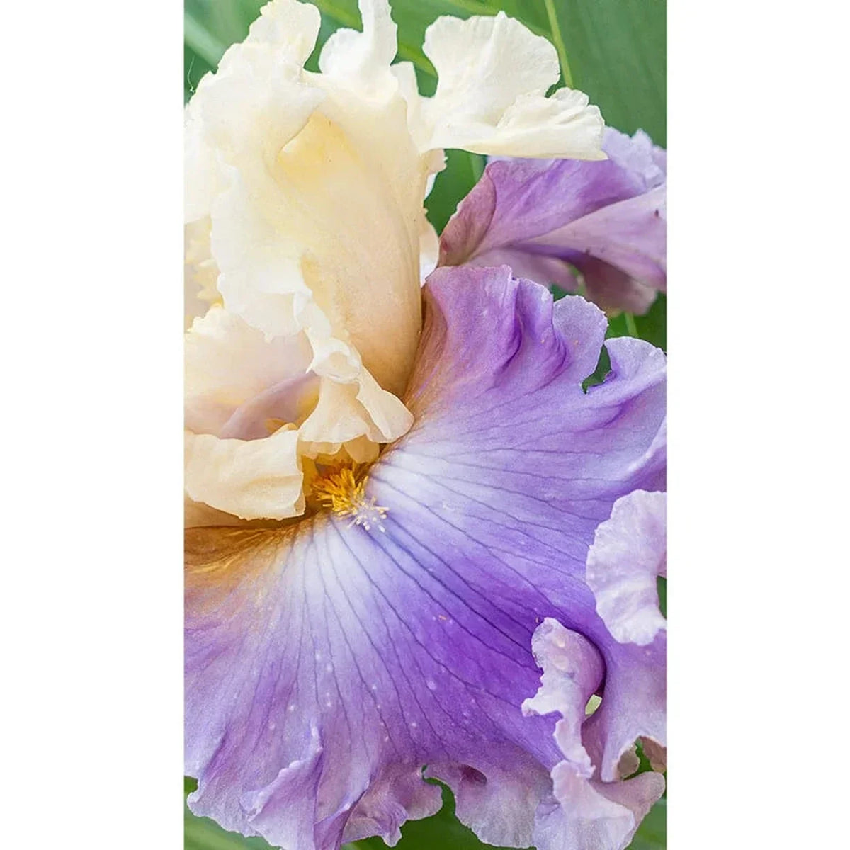 Rhythm of Love Bearded Iris